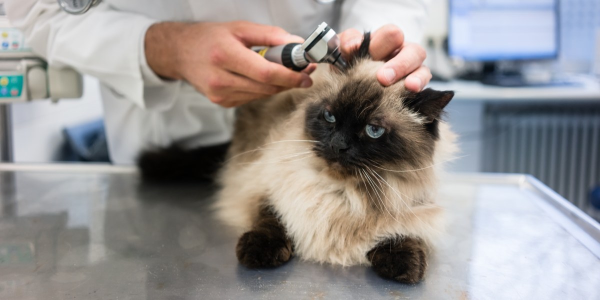 ТОП-10 найнебезпечніших хвороб для котів: захисти свого улюбленця зараз