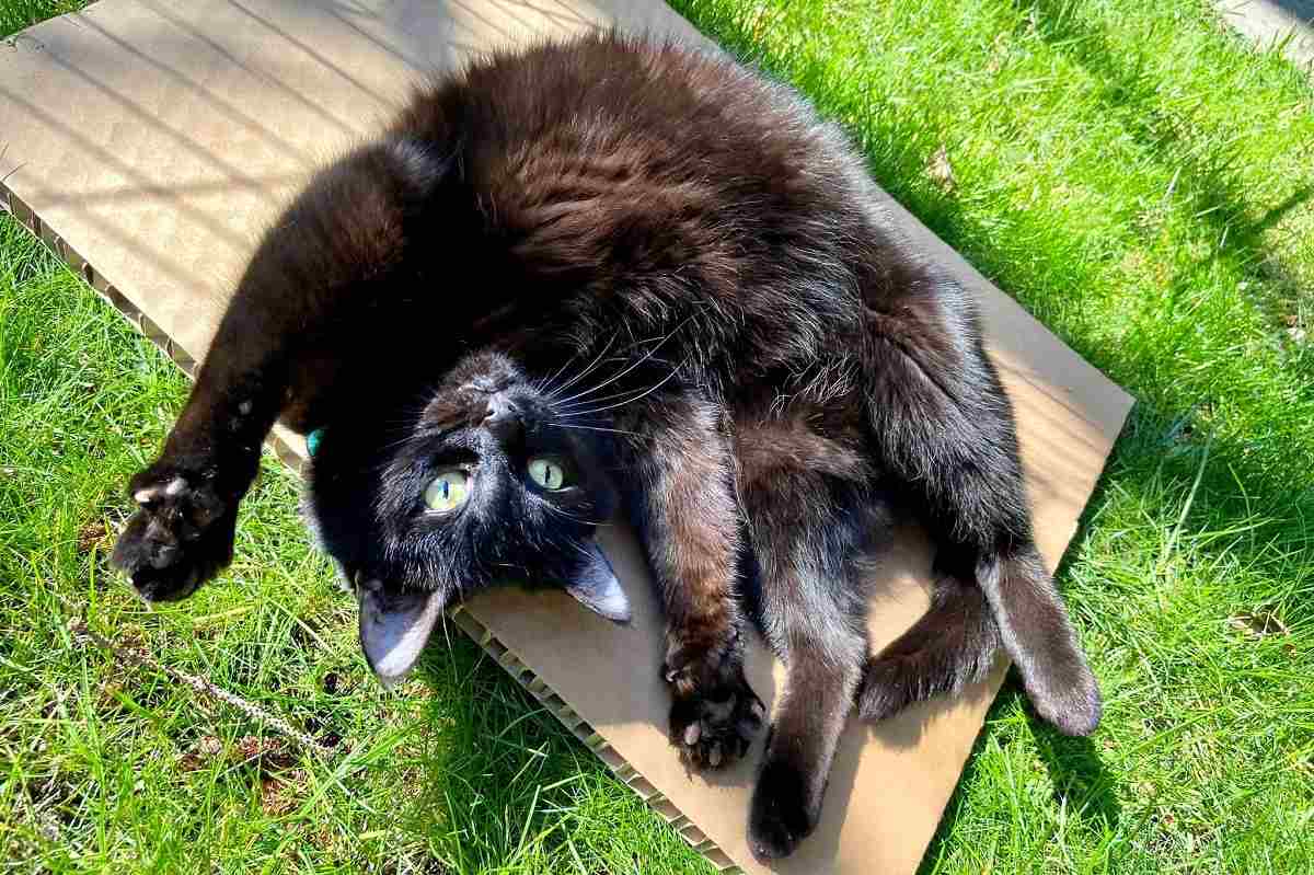 Типи характеру котів: визначте, який тип підходить вашому улюбленцю