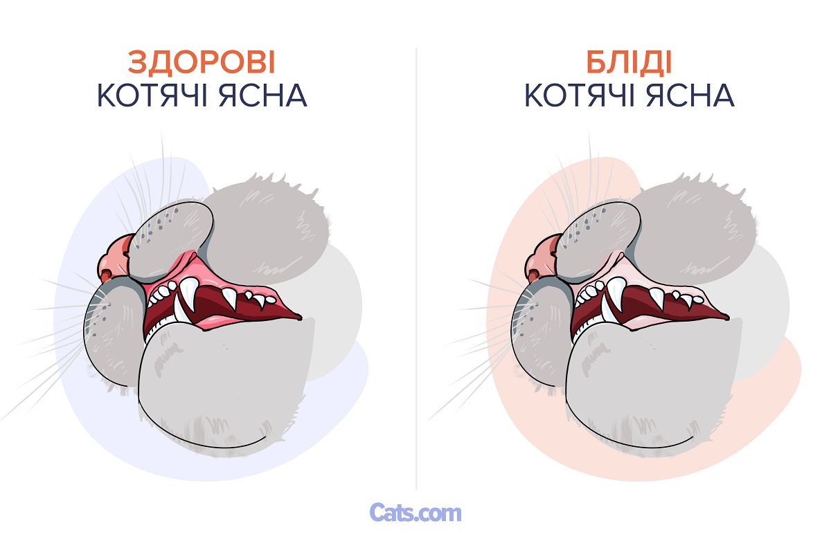 Бліді ясна у котів: виявлення причин і ефективні методи лікування