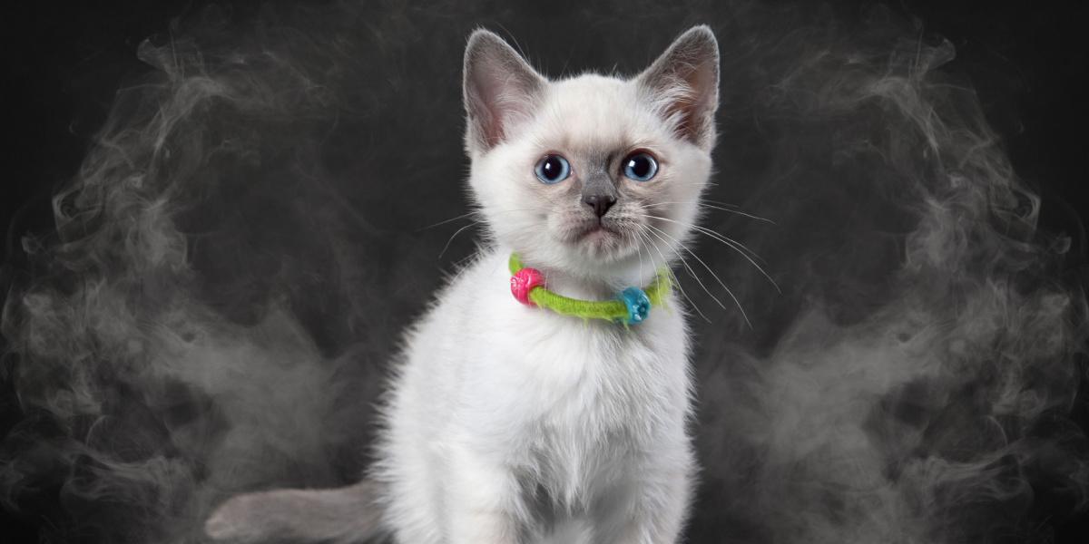 Чи шкідливе спалювання ладану для котів: Дослідження від 21000