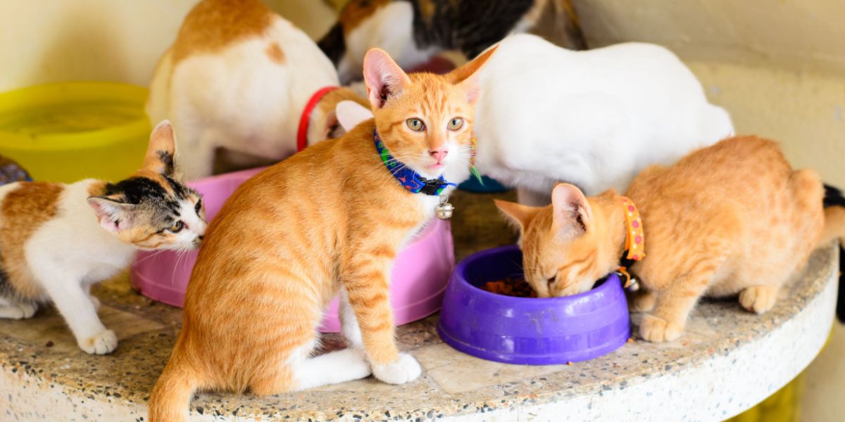 Чи Стають Коти Самотніми Без Інших Котів? Дослідження від 21000.com.ua