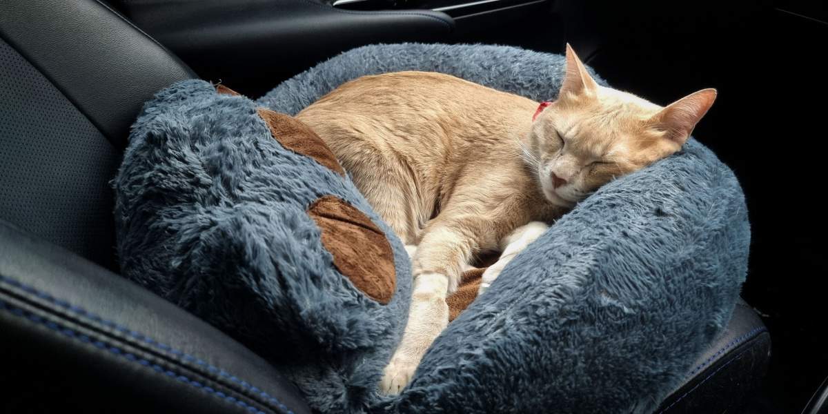 Як заспокоїти кота під час подорожі: поради та рекомендації від 21000.com.ua