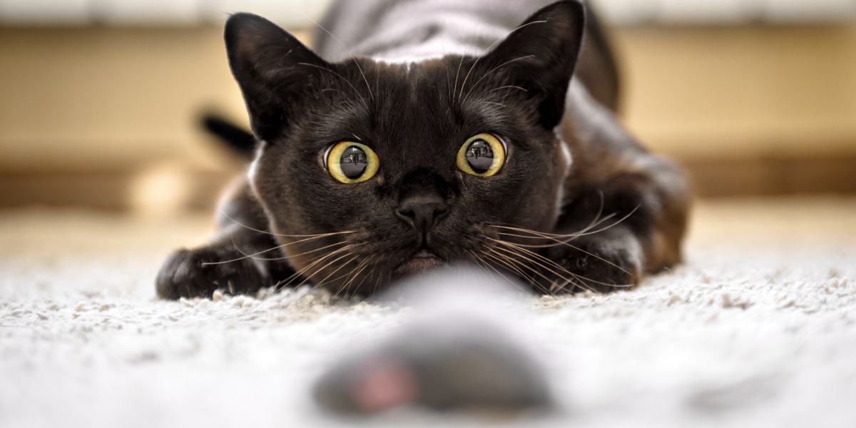 Дослідження інстинктивної мисливської поведінки котів, розкриття еволюційних причин, що стоять за їхніми схильностями.