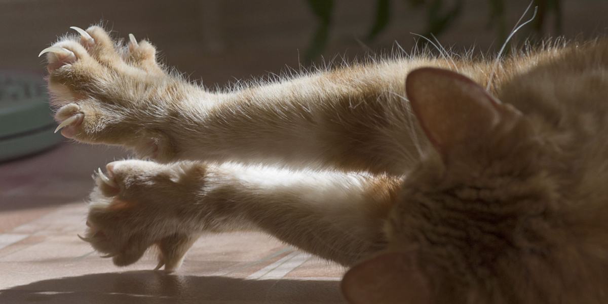 Чому видалення кігтів шкодить котам: альтернатива для турботливих господарів