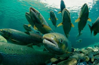 Значення сновидіння: до чого сниться риба та що це символізує