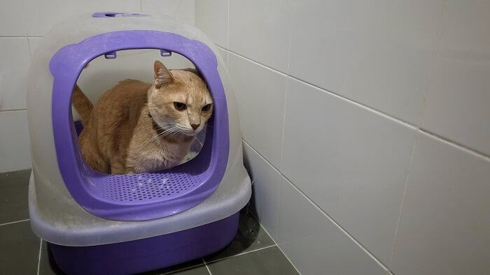 Гастроентерит у котів: причини, симптоми, лікування – 21000 поради