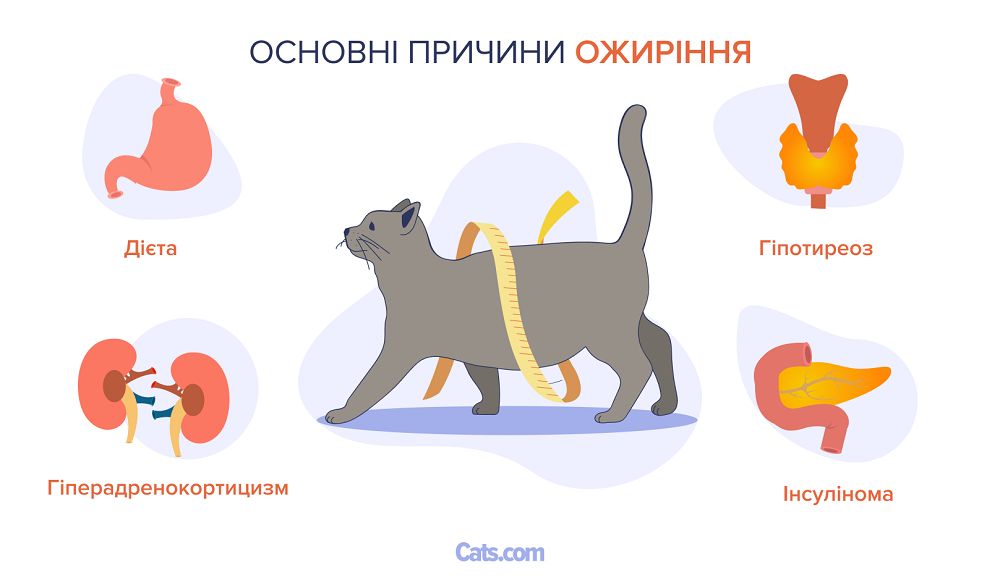 Основні причини ожиріння