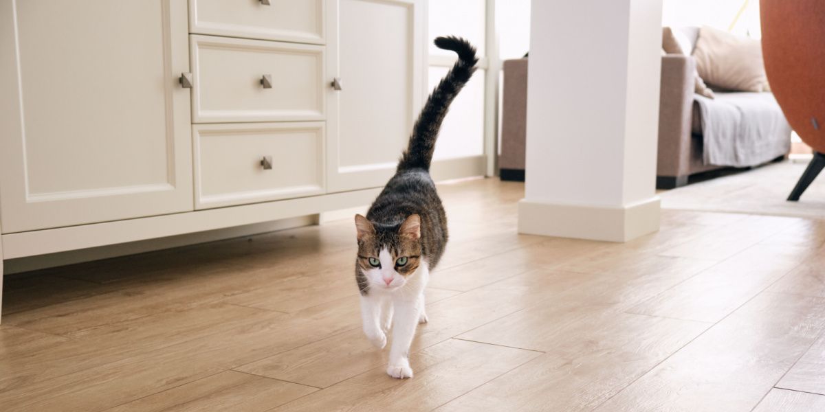 Кульгання кота: основні причини та коли звертатися до ветеринара