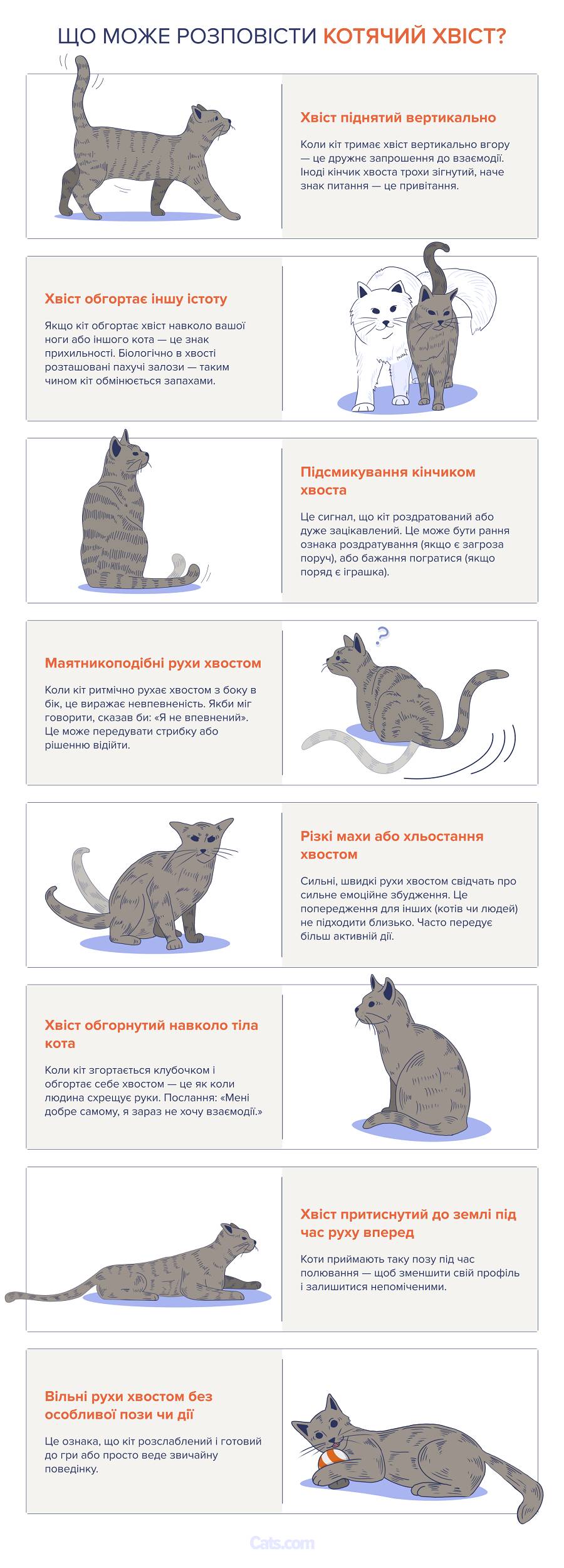 Мова котячого хвоста