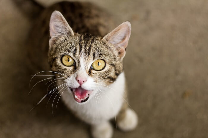 Чому коти нявкають