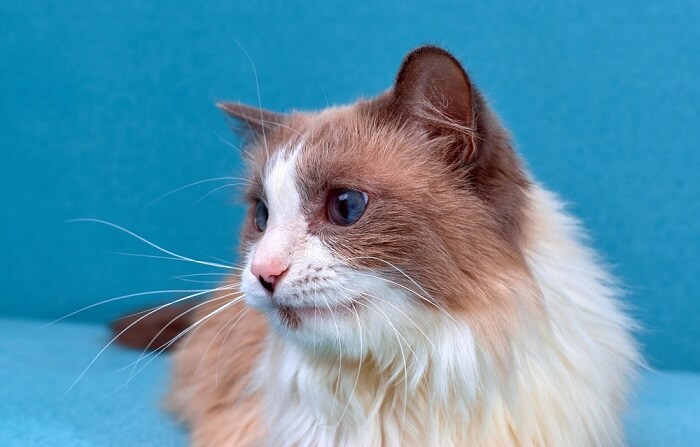 Причини, ознаки та методи лікування шкірних утворень у котів – 21000.com.ua