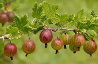 Що таке агрус: властивості, користь і використання цієї ягоди