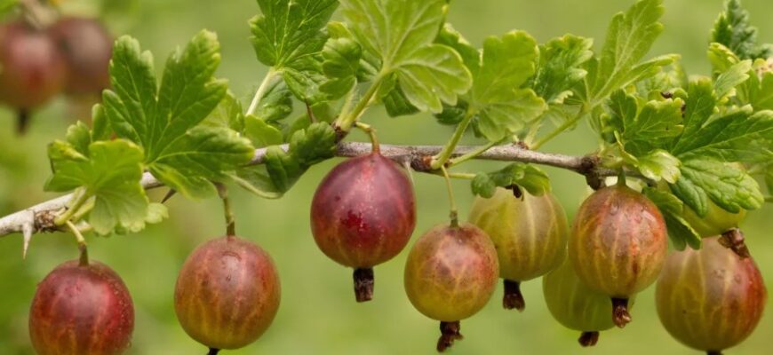 Що таке агрус: властивості, користь і використання цієї ягоди