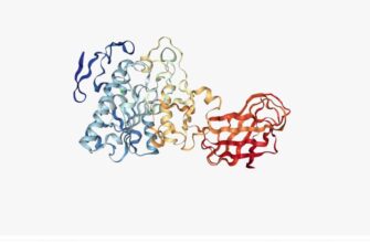 Все про ліпазу: значення, функції та роль у травленні людини