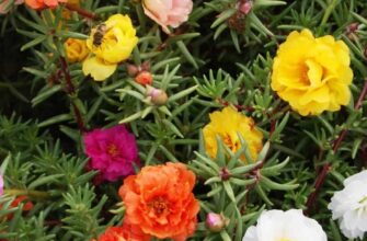 Портулак: Властивості, Використання та Користь для Вашого Здоров’я