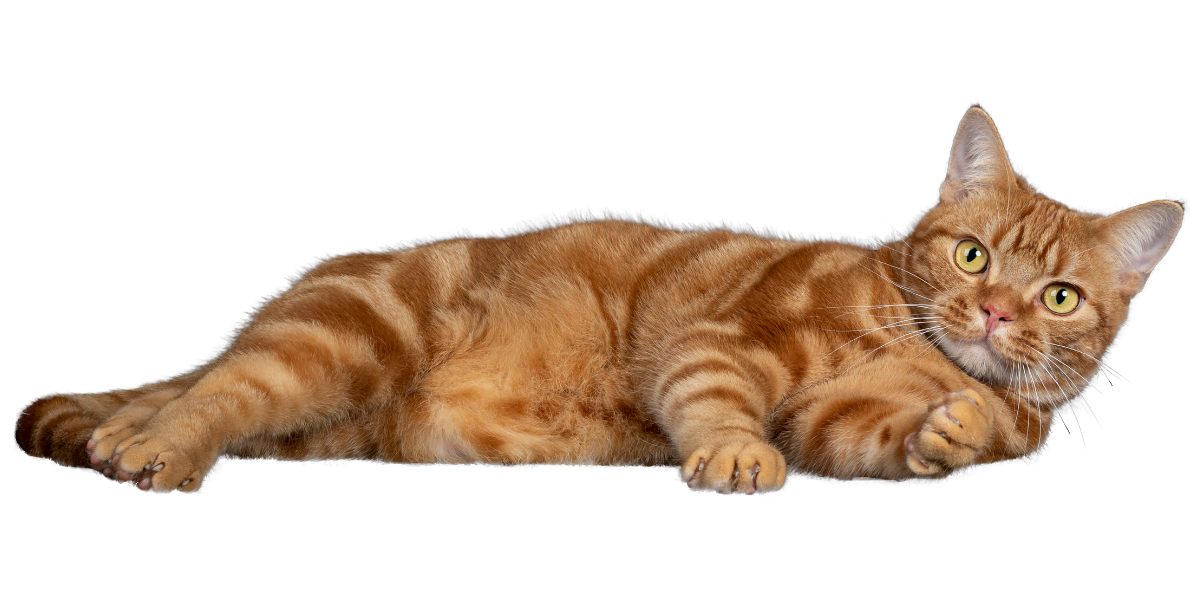 Ефективні засоби для кота при розладі шлунку: поради від 21000.com.ua