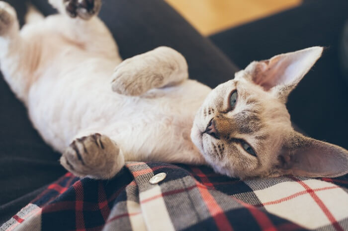 Symptoms of stomach issues in cats