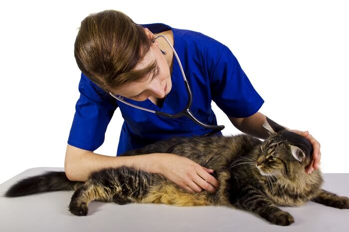 When to see the vet for cats
