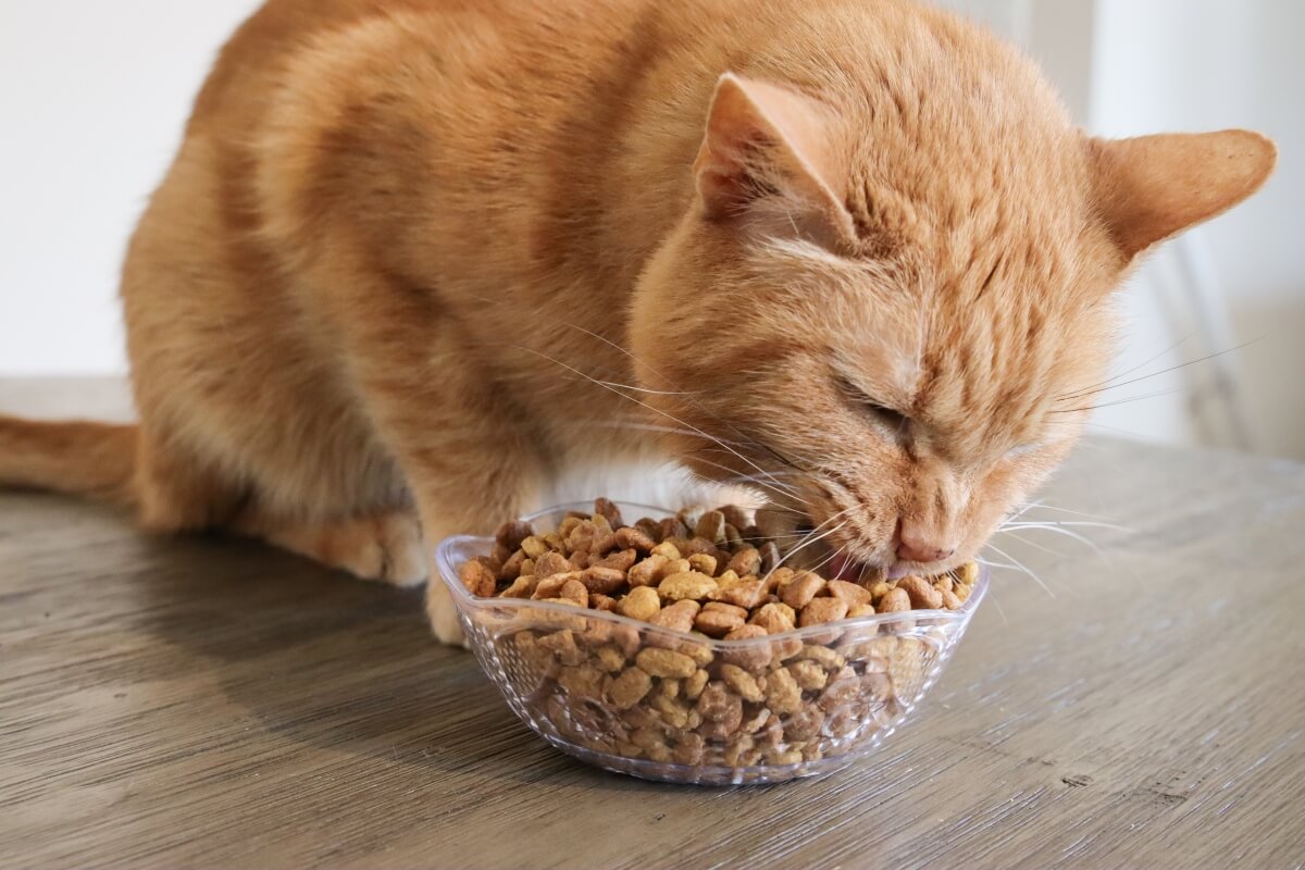 Як правильно годувати кішку: рекомендації щодо частоти та кількості їжі – 21000.com.ua