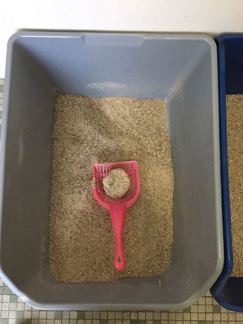 Нормальна пляма сечі розміром з котяч