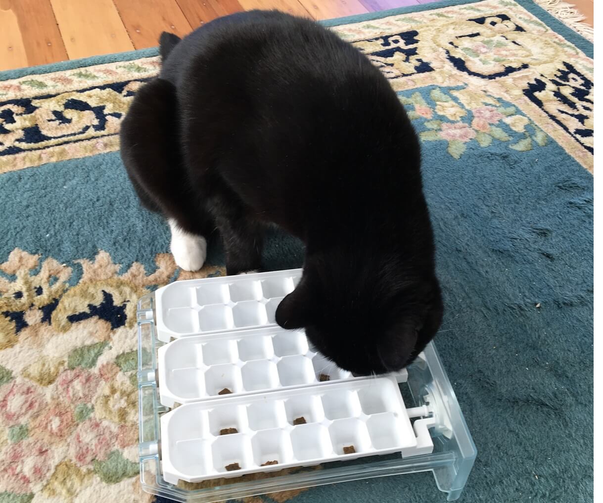 Як нагодувати вибагливого кота: 6 порад від експерта з 21000.com.ua