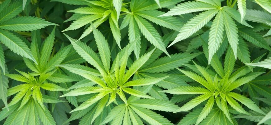 Вегетація рослин: визначення, етапи і вплив на довкілля та аграріїв