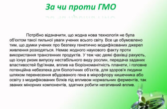 Що таке ГМО: вичерпний путівник про генетично модифіковані організми