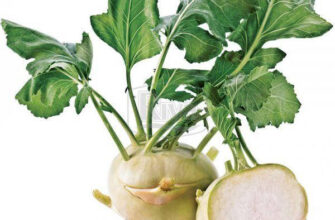 Що таке кольраби: корисні властивості та способи приготування овочу