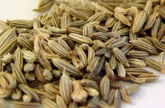 Аніс: Корисні властивості, застосування та користь для здоров’я