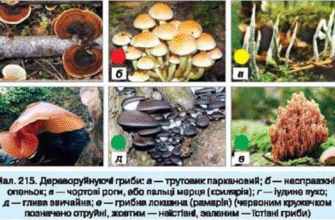 Навіщо потрібна мікориза: роль симбіозу грибів і рослин у природі