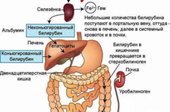 Що таке білірубін: важливість, функції та норми для здоров’я