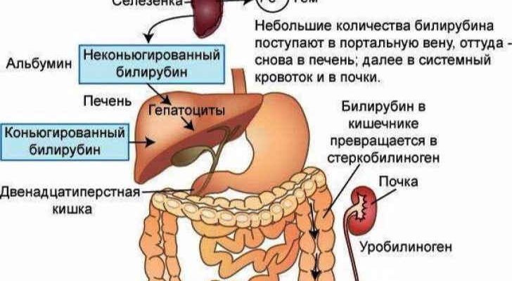 Що таке білірубін: важливість, функції та норми для здоров’я Що таке білірубін: важливість, функції та норми для здоров’я
