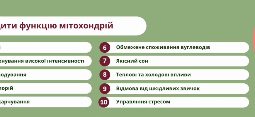 Що таке мітохондрії: роль і функції в клітинах людини для здоров’я