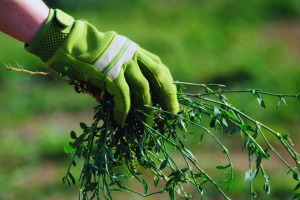 Гербіциди: Визначення, Використання та Вплив на Сільське Господарство