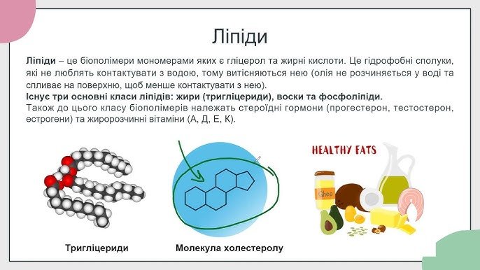 Що таке ліпіди: функції, види та роль в організмі людини Що таке ліпіди: функції, види та роль в організмі людини