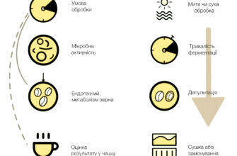 Ферментація: Повний Гід по Біохімічному Процесу для Вашого Здоров’я