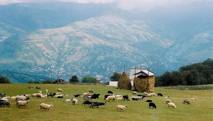 Полонини: що це таке та чому вони важливі для української природи?
