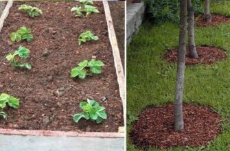 Мульчування: що це таке і чому ваш сад потребує цього методу