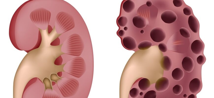 Що таке нирки: функції, будова та значення для організму людини
