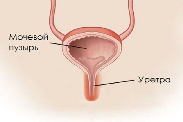 Що таке уретра: основні функції та важливість у здоров’ї організму