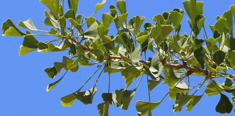 Гінкго білоба: корисні властивості та лікувальні застосування рослини