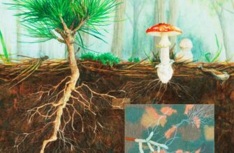 Мікориза: симбіоз кореня і гриба, що змінює екосистеми Землі