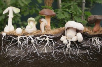 Міцелій грибів: невидима мережа життя, що процвітає під землею
