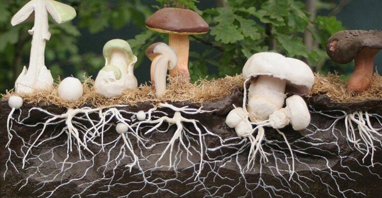 Міцелій грибів: невидима мережа життя, що процвітає під землею