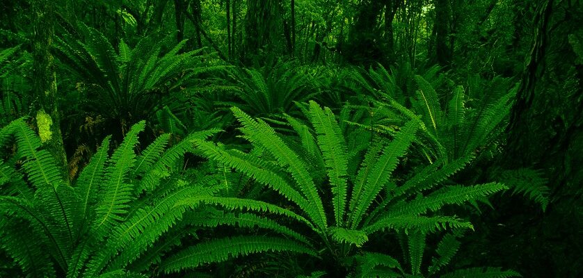 Що таке папороть: магія і унікальність давньої ботанічної рослини