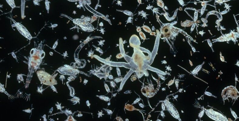 Планктон: невидимі архітектори, що формують світ океанів