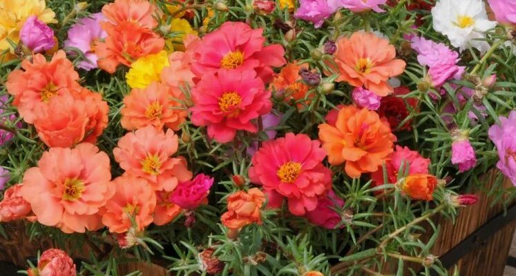 Цветок-солнце: уход, выращивание и полезные советы садоводам