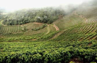 Теруар: як географія і клімат формують унікальний смак продуктів