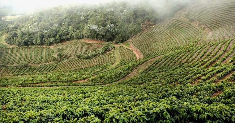 Теруар: як географія і клімат формують унікальний смак продуктів
