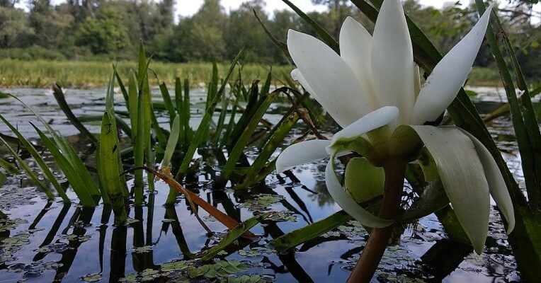 Зелёная книга Украины: важность чтения для всех, а не только ботаников